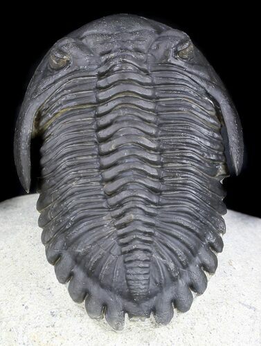 Well Prepared, Hollardops Trilobite - Great Eyes #36015